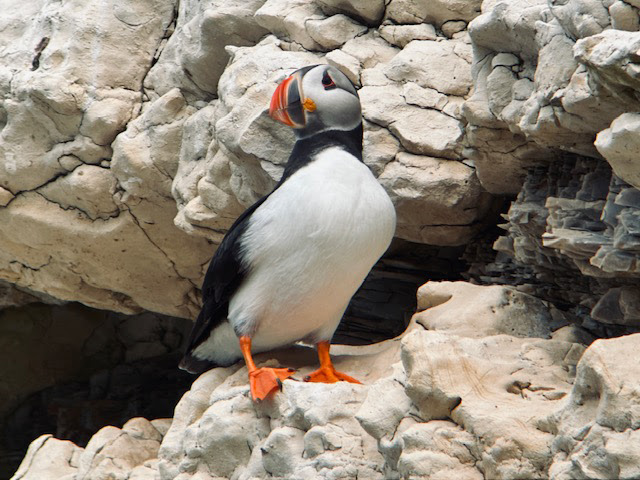 Puffin 1