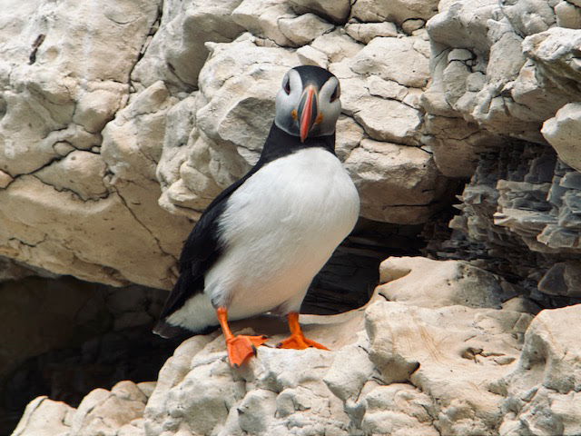 Puffin 2