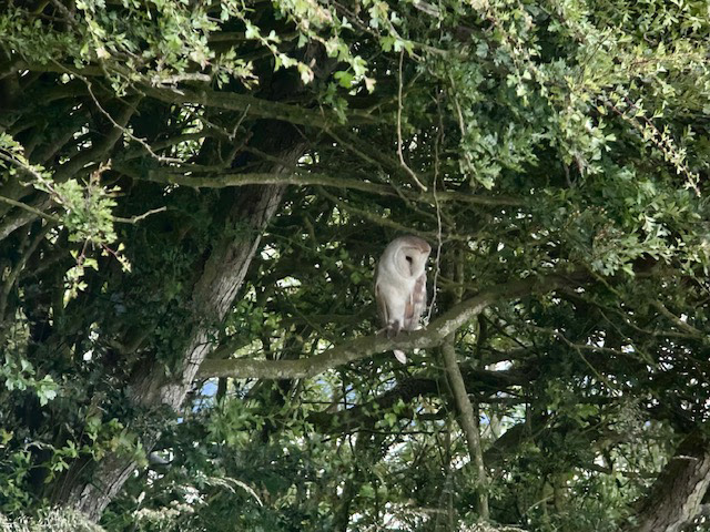 Barn Owl