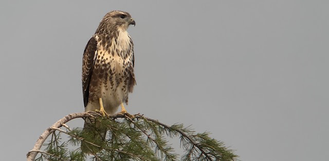 Common Buzzard