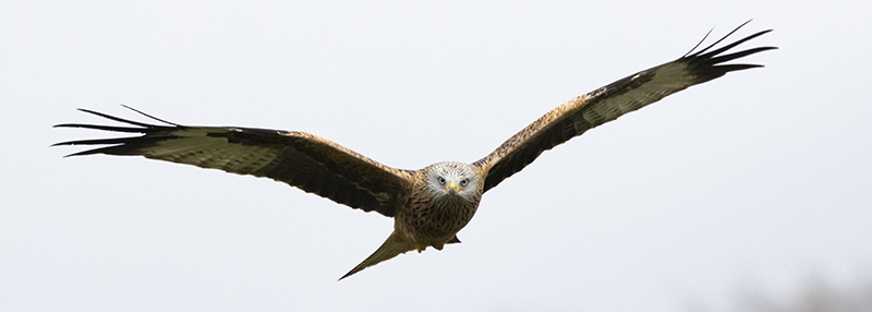 Red Kite shot on Canon R10 with RF 100-500 