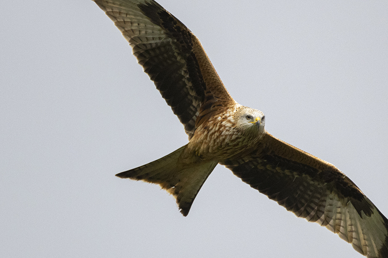 Shot on Canon R10 with RF 800mm lens - Red Kite