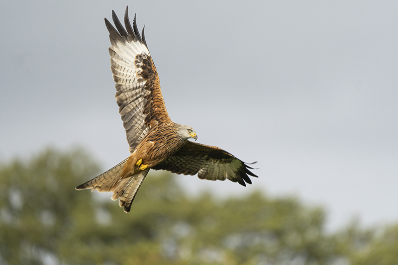 Red Kite at Gigrin Farm taken on Canon R10