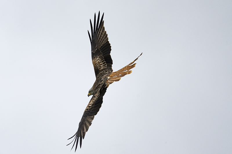 Red Kite at Gigrin Farm taken on Canon R10