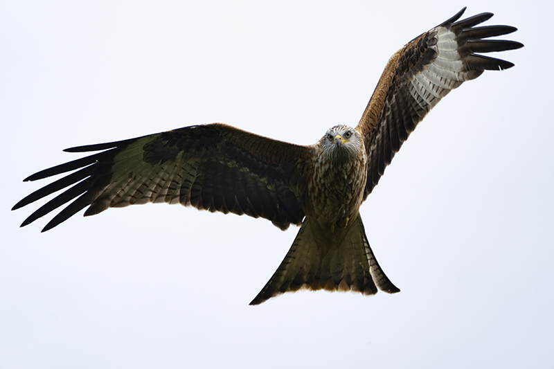 Red Kite at Gigrin Farm taken on Canon R10