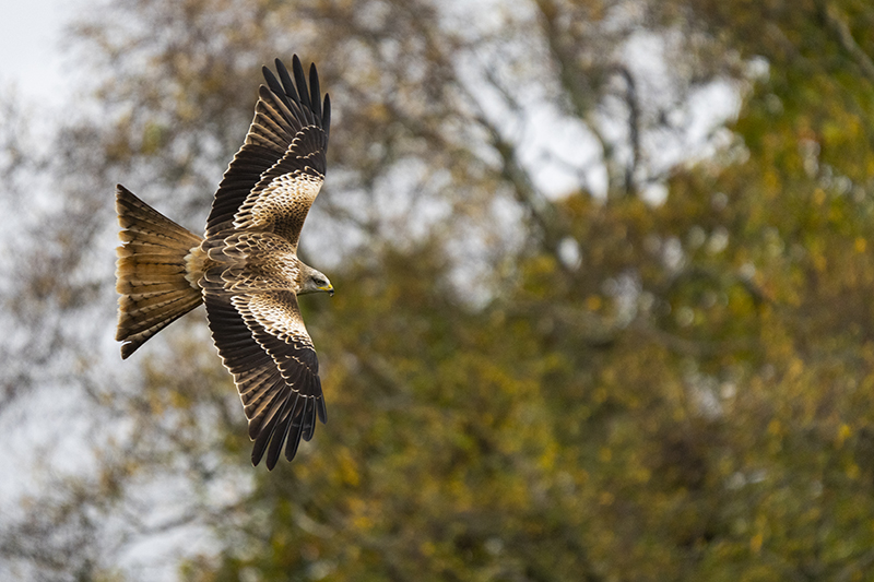 Red Kite shot on Canon R10
