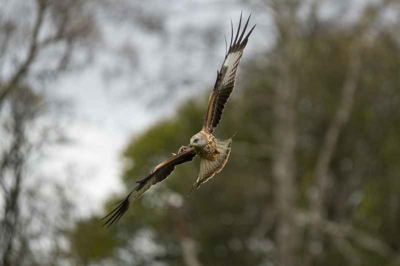 Red Kite at Gigrin Farm taken on Canon R10