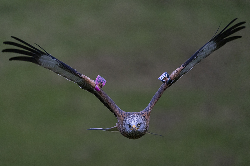 Red Kite at Gigrin Farm taken on Canon R10