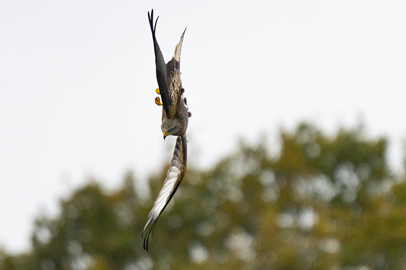 Red Kite at Gigrin Farm taken on Canon R10