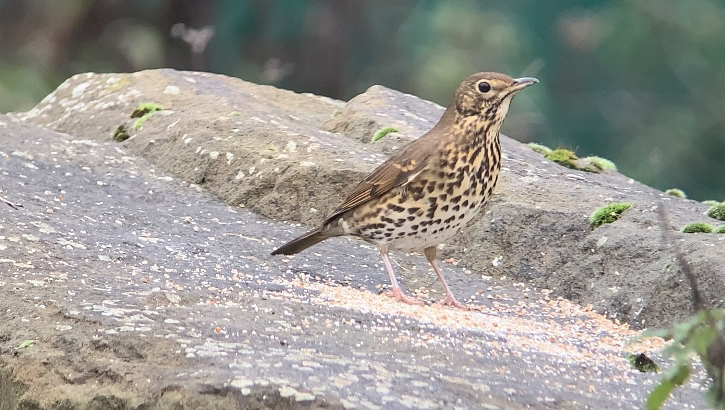 Song Thrush and Chaffinch