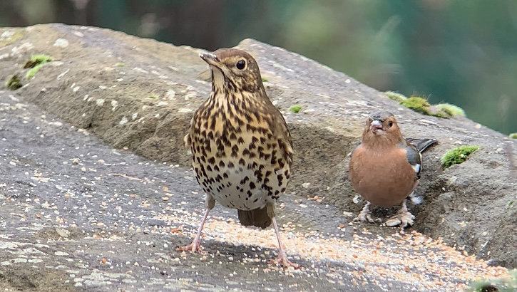 Song Thrush