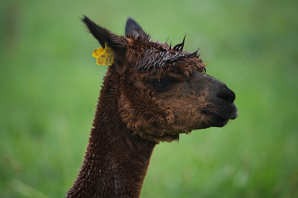 Alpaca taken on Sony a7c ii