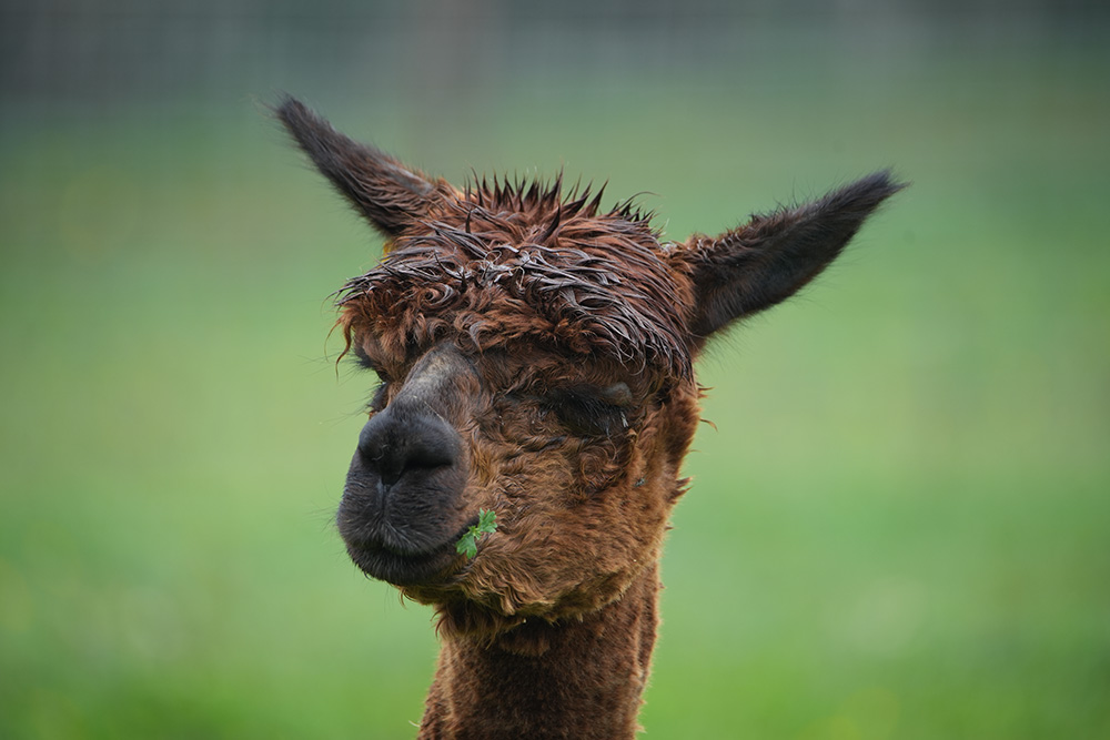 Alpaca taken on Sony a7c ii