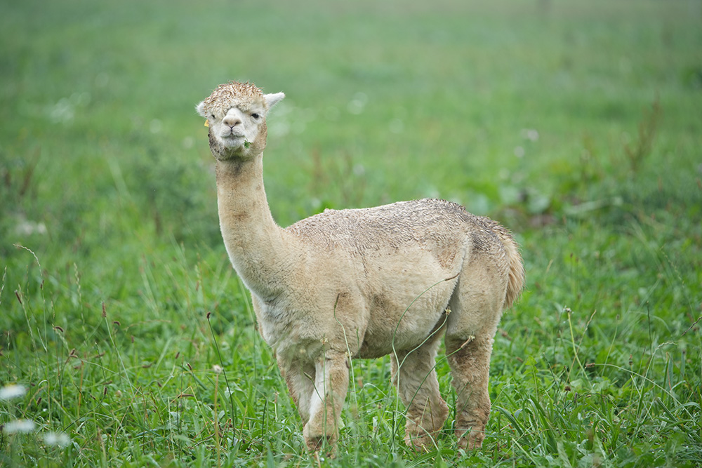 Alpaca taken on Sony a7c ii