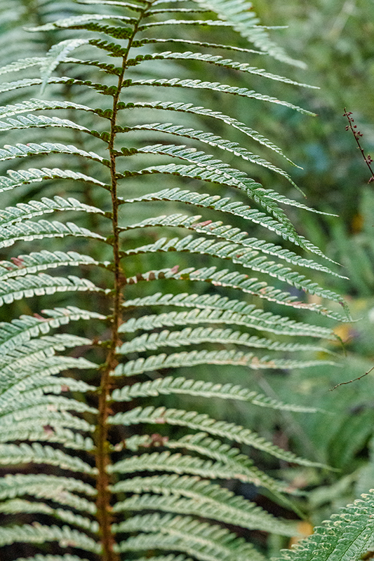 Close up photo of a fern leaf taken on Sony A7R V