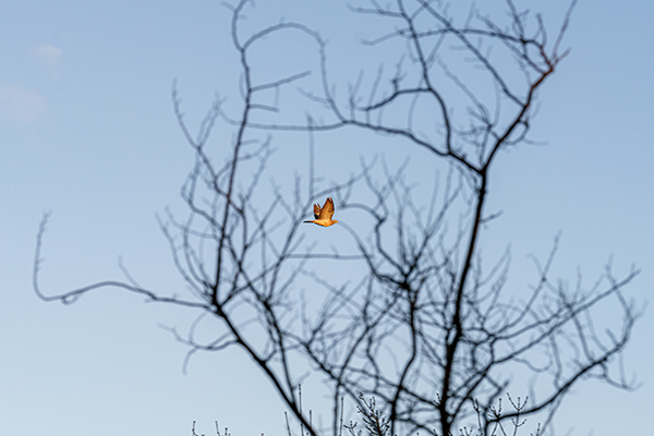 Image of bird in flight taken on Sony A7R V