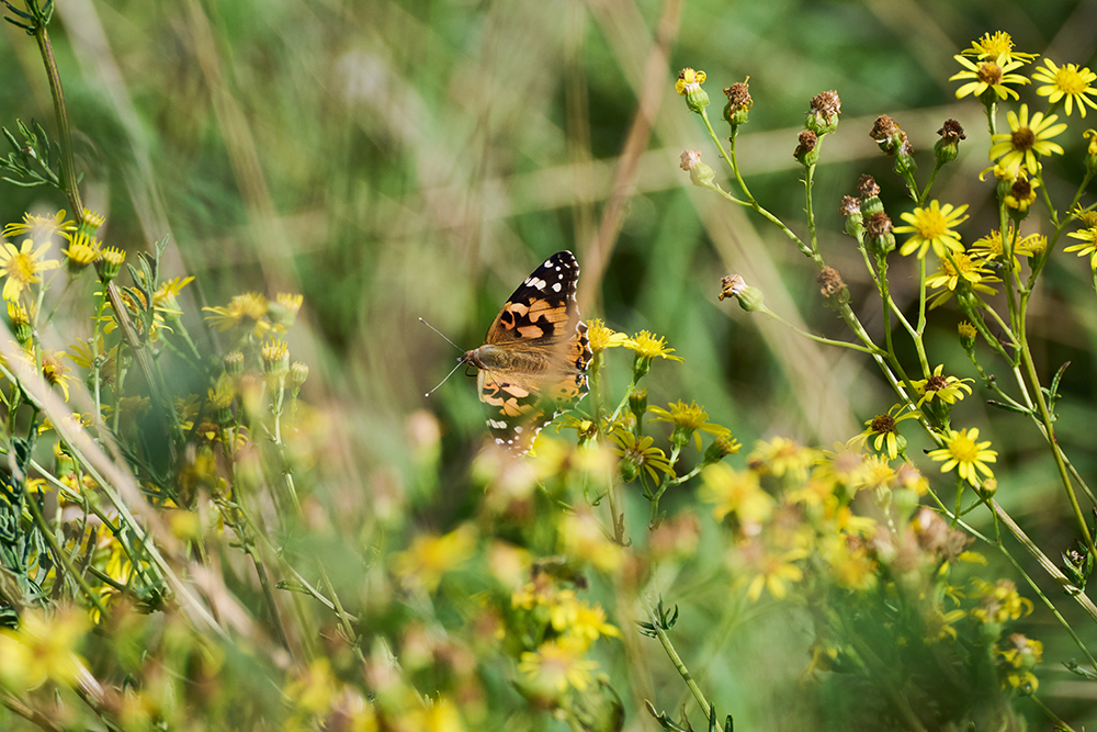 Taken on Tamron 70-300mm f4.5-6.3 Di III RXD