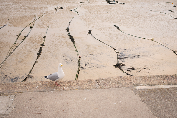St Ives Seagull, Fujifilm X100VI