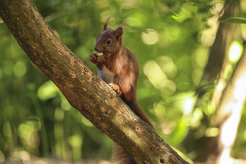 The Canon EOS R5 also features Animal Autofocus. 