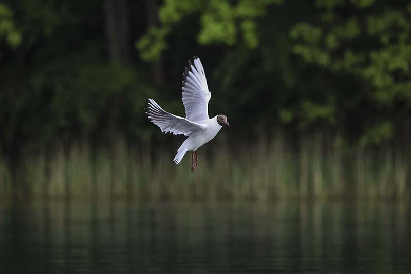 Pin-sharp Bird Autofocus.