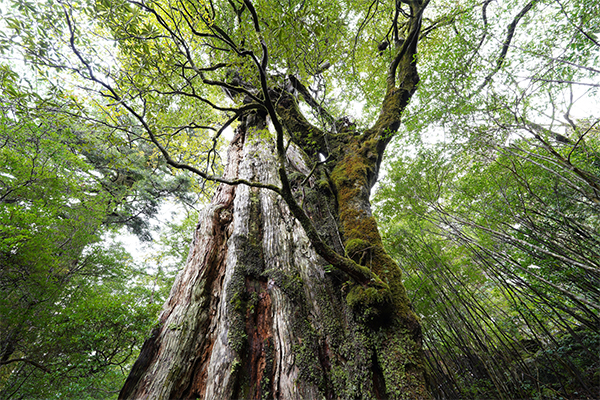 Sony FE 14mm f1.8 GM Lens Sample Image 1