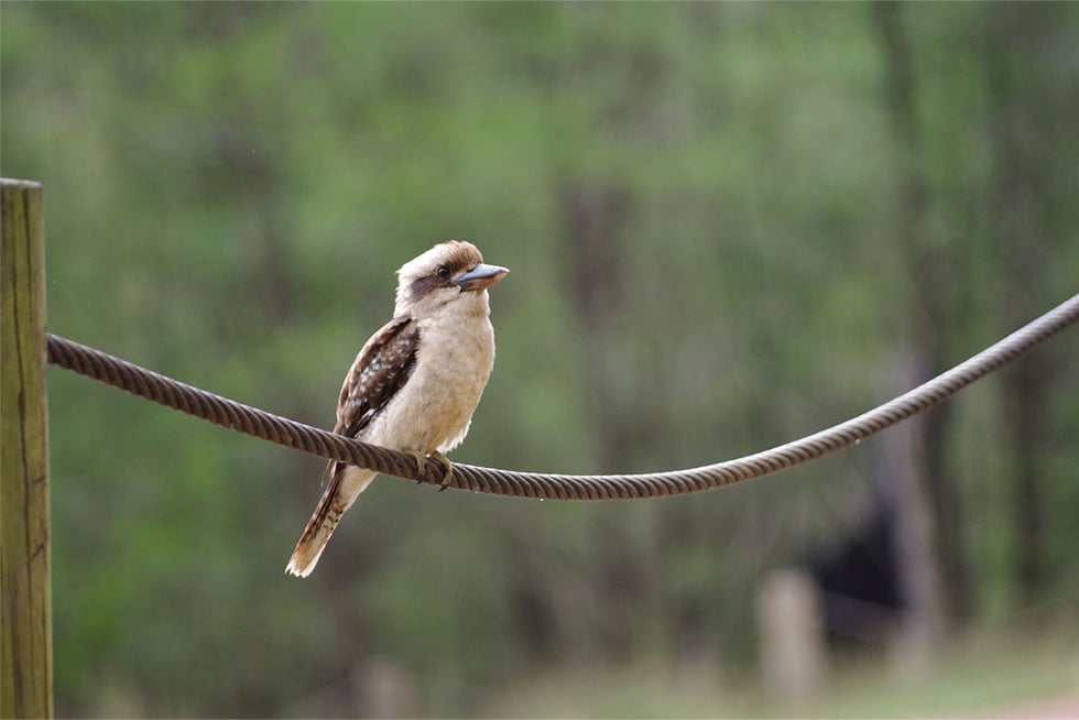 Pentax K-70 Bird Picture