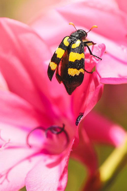 Bug on Pink Flower EOS