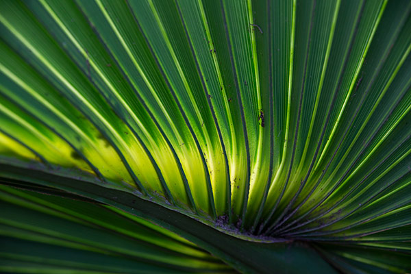 Tamron 35-150 lens sample photo of fern leaf