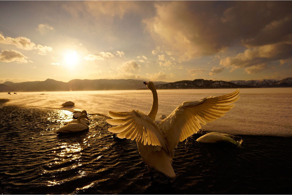 Swan with wings spread at dawn on a foggy lake