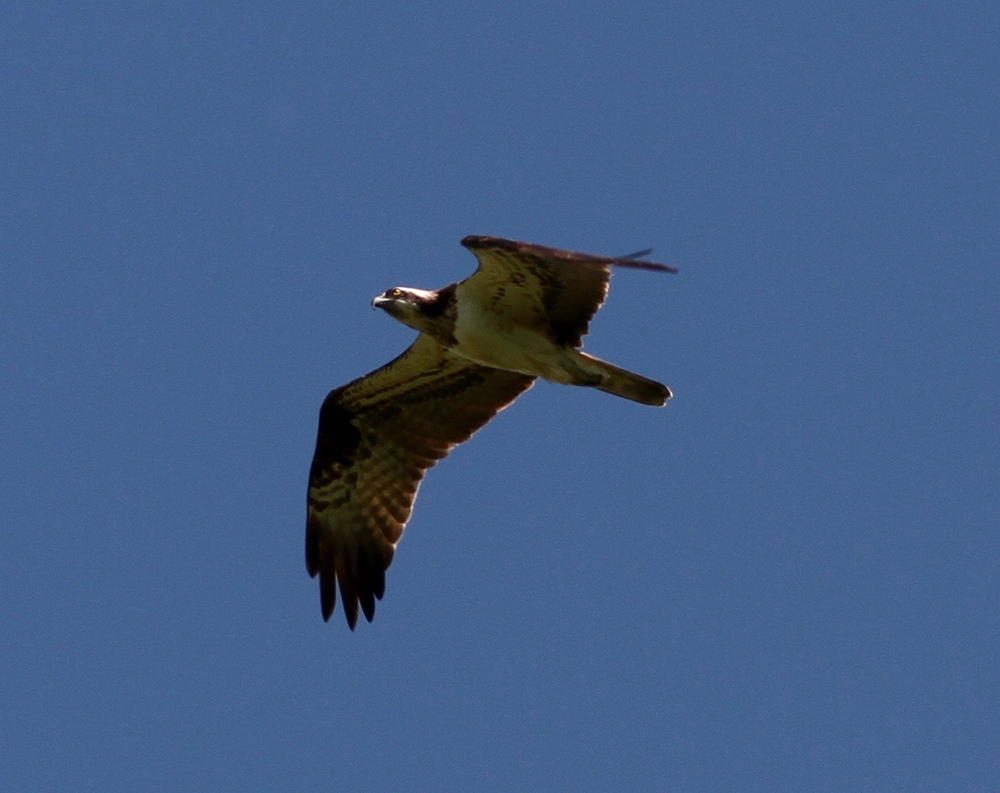 Detailed image of an Osprey's white and brown plumage as it flys overhead scanning the horizon with its amber gaze