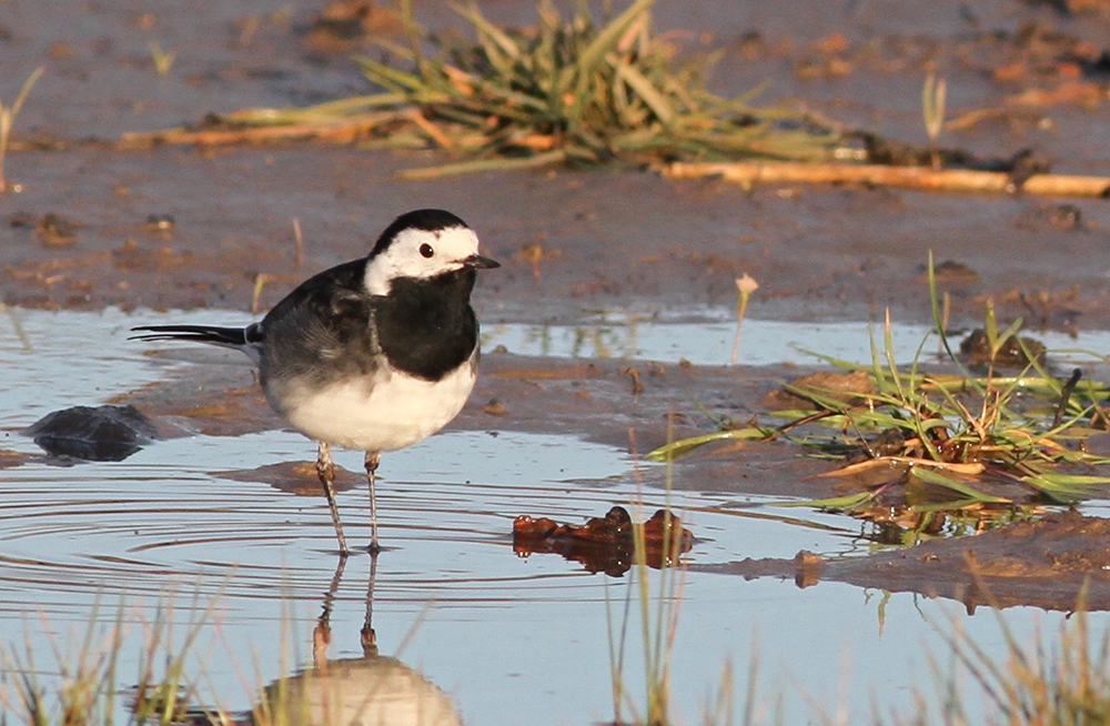 photograph of a black and white pied wagtail standing in a puddle