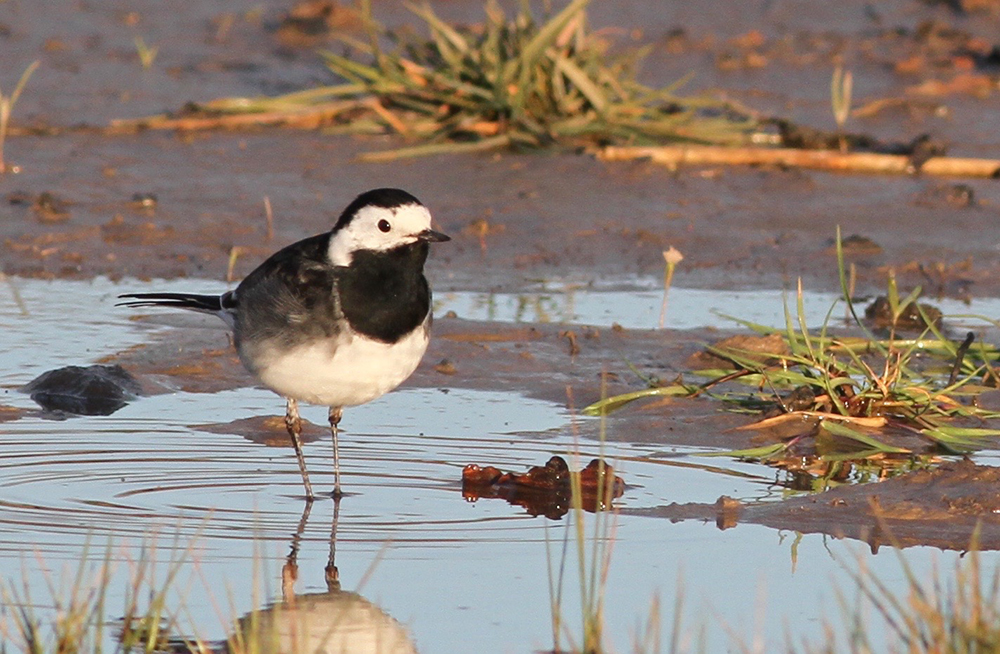 Gordon Hodgson - Wagtails