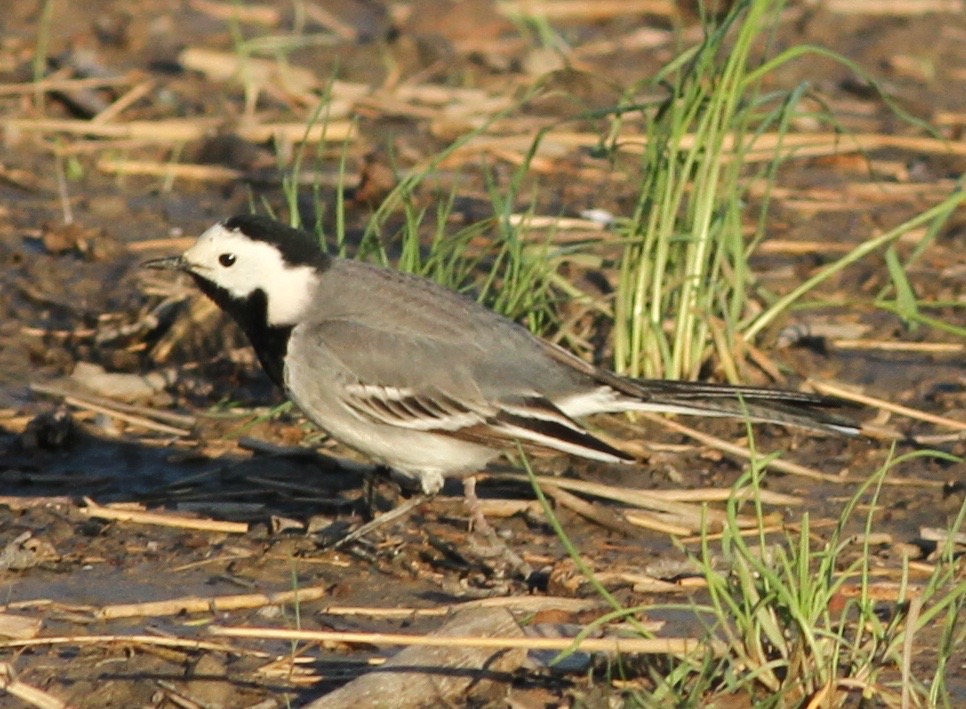photo of a white wagtail on the ground amongst the grass