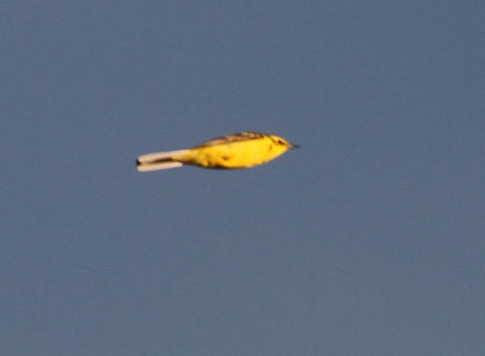 a blurred photo of a yellow wagtail mid-flight