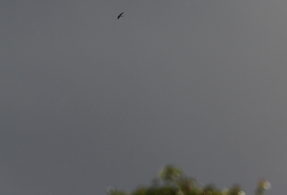 photo of a white stork flying across a grey sky