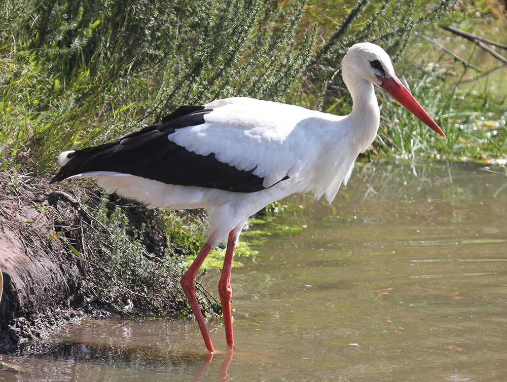 Gordon Hodgson - White Stork