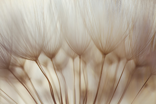 a ghostly macro close up of dandelion seeds 