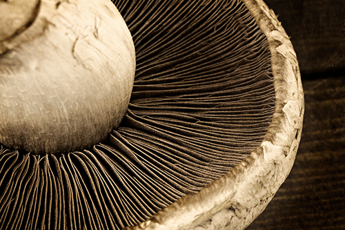 macro shot of mushroom