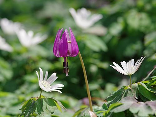 photo of a vibrant purple flower showing the ability of the camera to restrict depth of field and bring the subject into focus in great detail