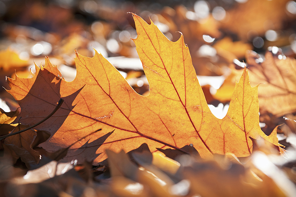 Image of fallen Autumn leaves on the ground