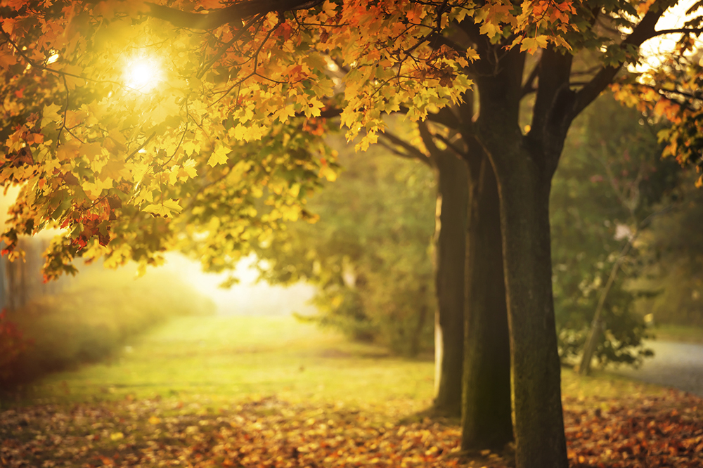 Image of sun light through a line of trees in Autumn