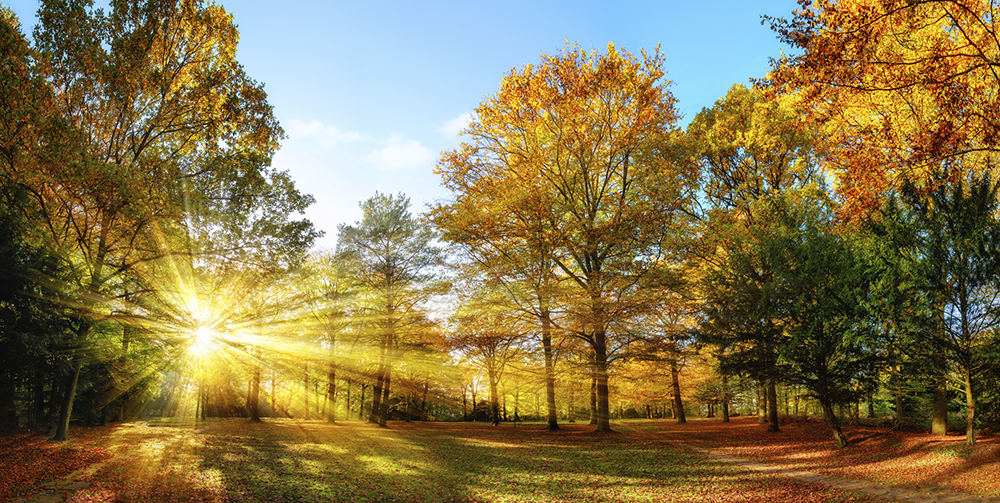Image of sun rays streaming through autumn wood land and trees