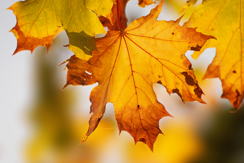 Image of autumnal leaves bathed in sun light