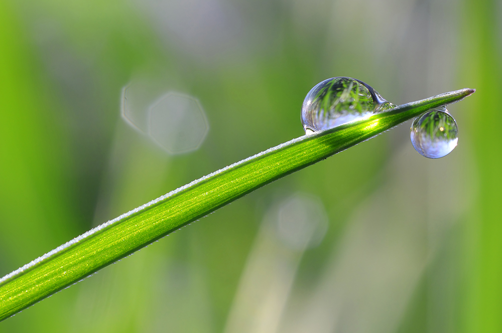 a water droplet about to drip off a blade of grass on a crisp spring morning at the forefront of a blurred grassy lawn 