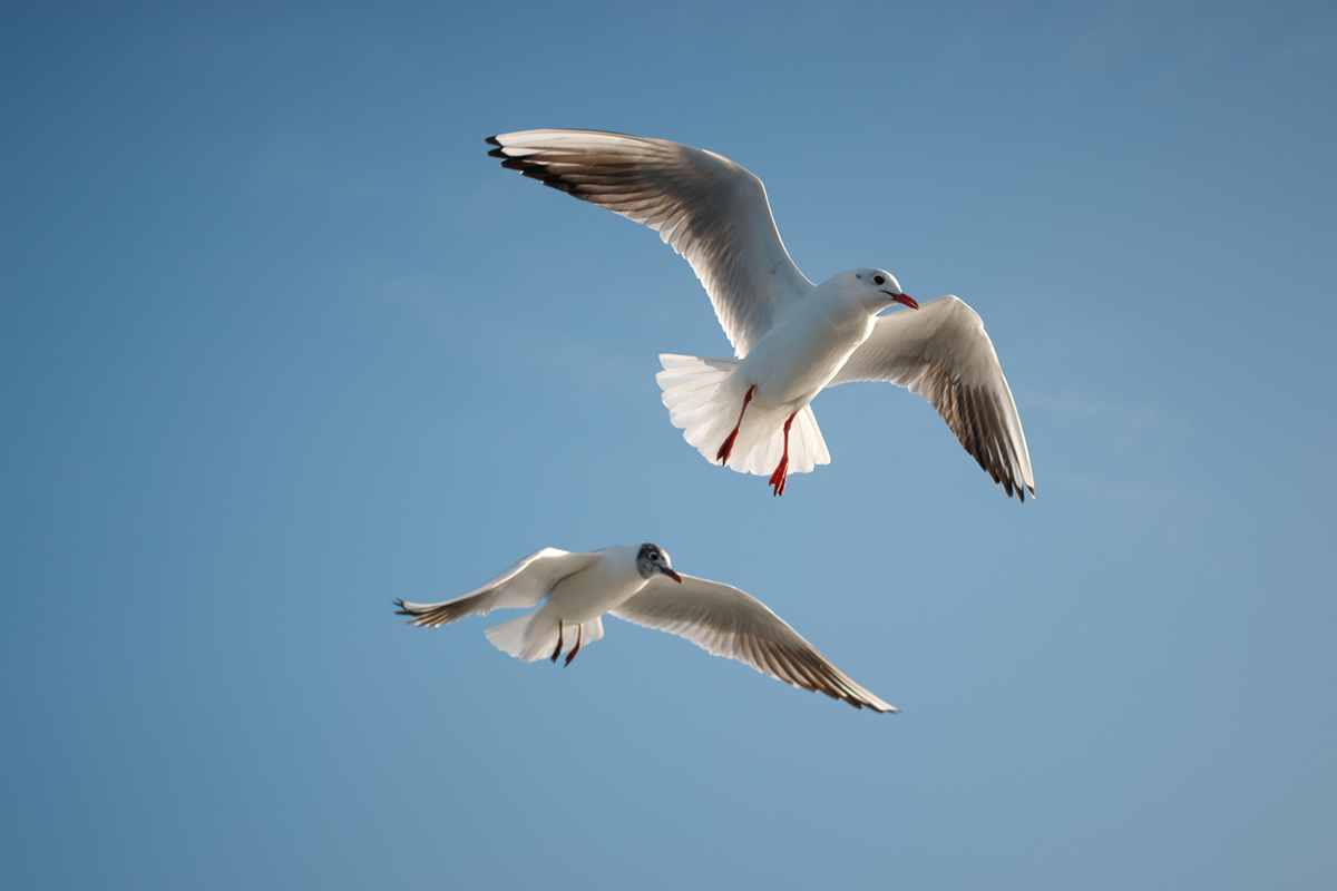 seagulls in mid flight on a blue day