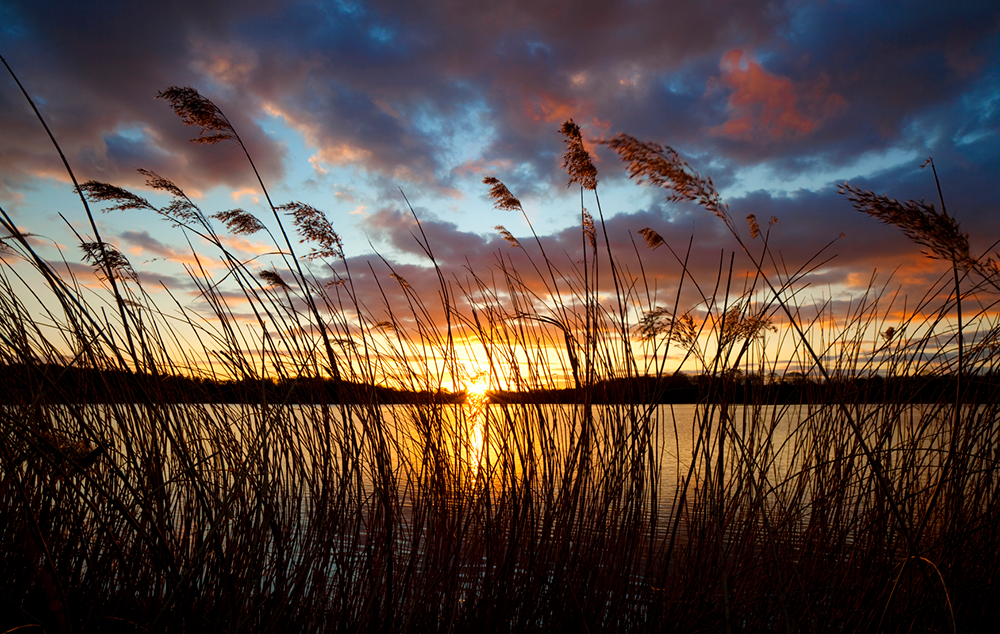 Reeds at the forefront of the photo create a textured silhouette over the setting sun and multicoloured sky, the sky is a cool blue and the clouds reflect orange, red, purple and pink