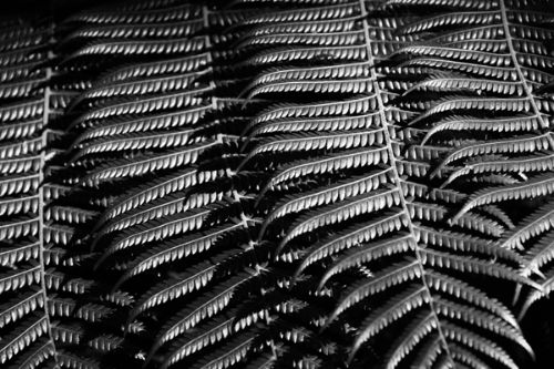 Picture of black and white tree leaves