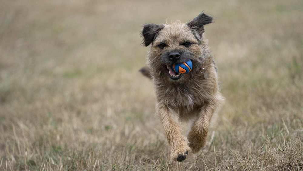 Border terrier running toward camera