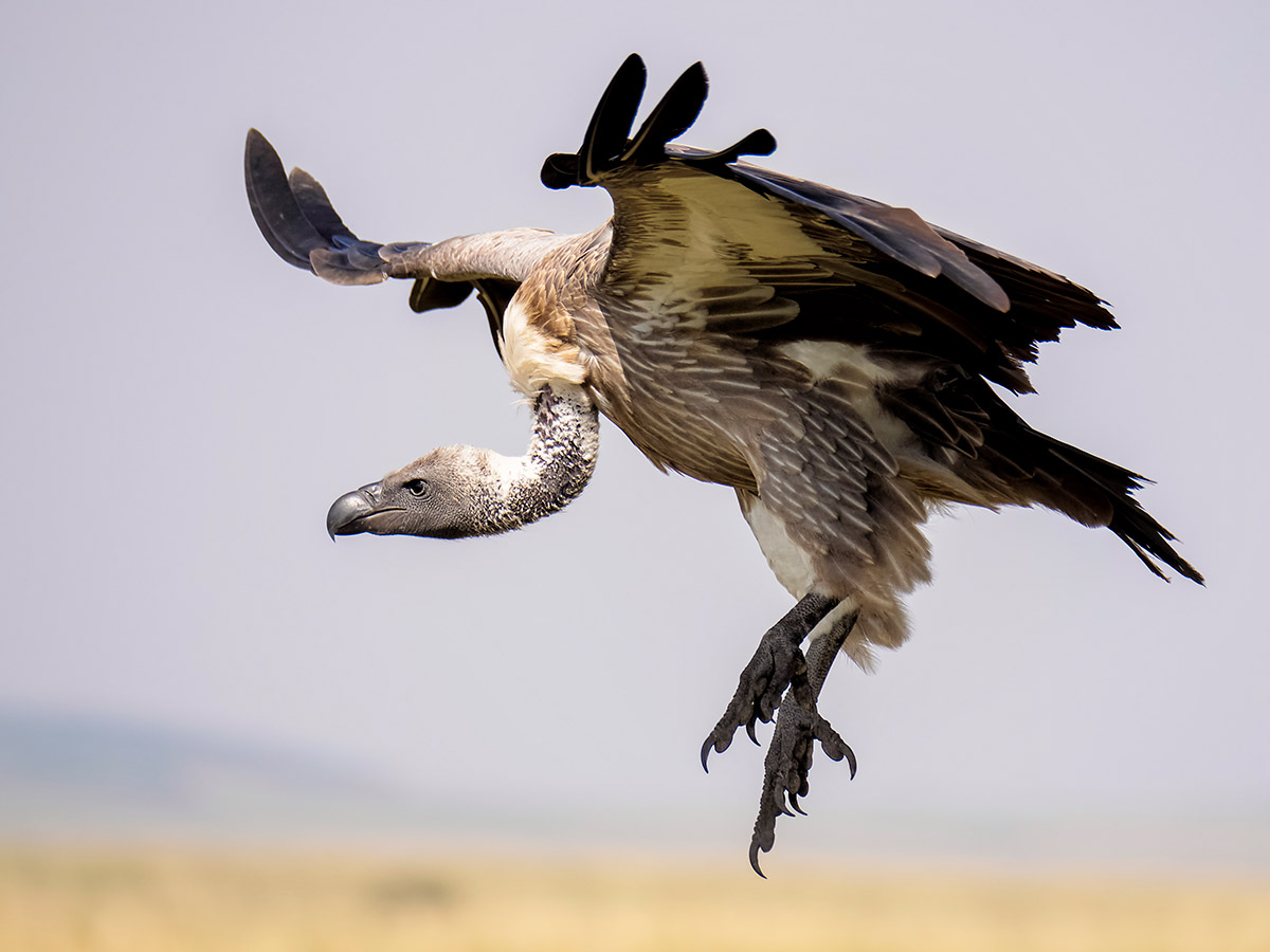 Vulture in flight shot on Panasonic G9