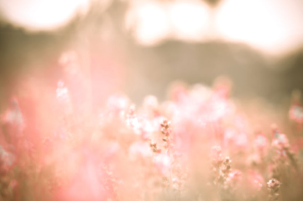 pinhole_photograph_flowers